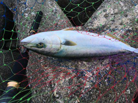 エソ時々ハマチ